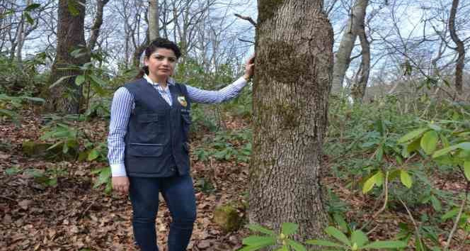 Fatsa Orman İşletme Şefi Sevil Şen, Ankara’ya atandı