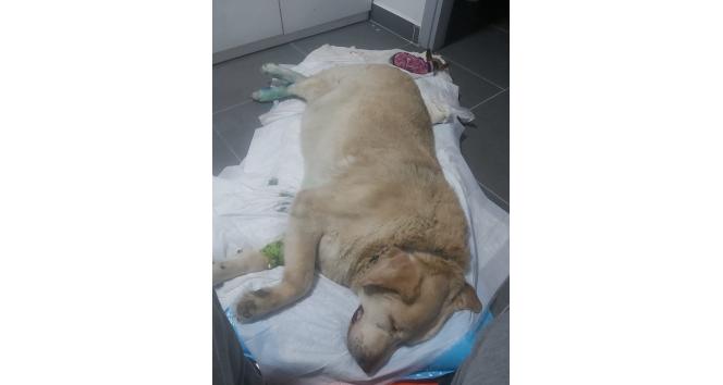 Şehrin maskotu olan köpek için destek bekliyorlar