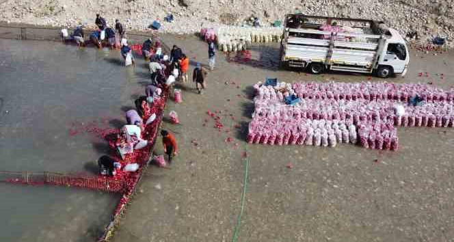 Depremzede kadınların Savrun Çayı’nda zorlu üretim mesaisi