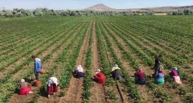 Türkistan bu çileğin peşinde