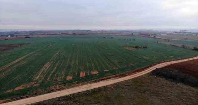 Çiftçide kuraklık endişesi: Buğday filizleri çimen boyunda kaldı