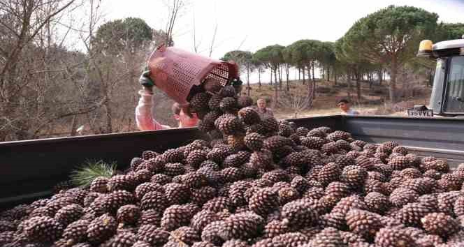 Türkiye’nin çam fıstığı deposu Bergama’da hasat telaşı