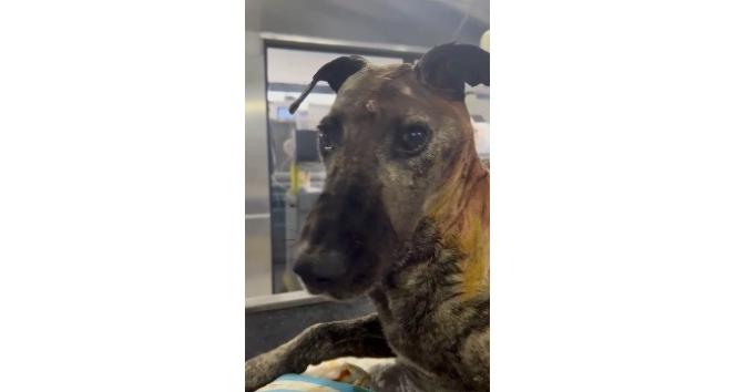 (Özel) Beyninde tümör olan sokak köpeğinin yardımına hayvanseverler koştu