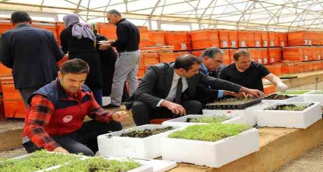 Bingöl’de yüzde 75 hibe ile 750 bin adet fide dağıtılacak