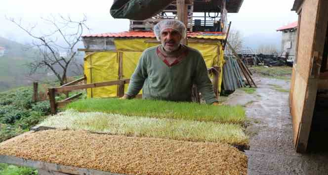 6 metrekarelik alanda hayvanları için yem üretiyor