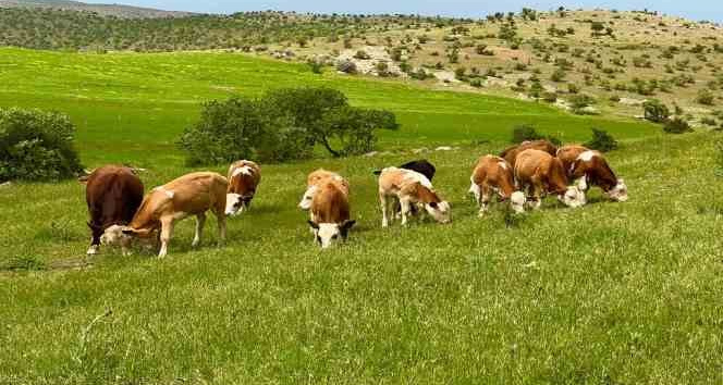 Mazıdağı ilkbaharın renklerine büründü