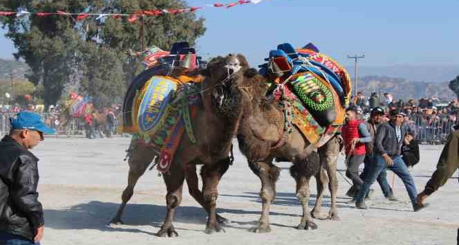 DEGÜF kararını aldı, deve güreşi sezonu bitti