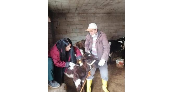 Siirt’te hayvan pazarı ikinci bir emre kadar kapatıldı