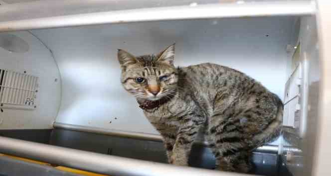 Depremde kurtarılan 400 hayvan tedavi edildi