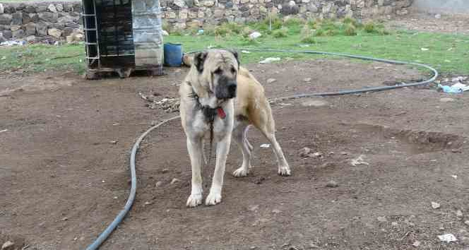 Mardin’de bu köy kangal köpeği sevgisiyle dikkat çekiyor