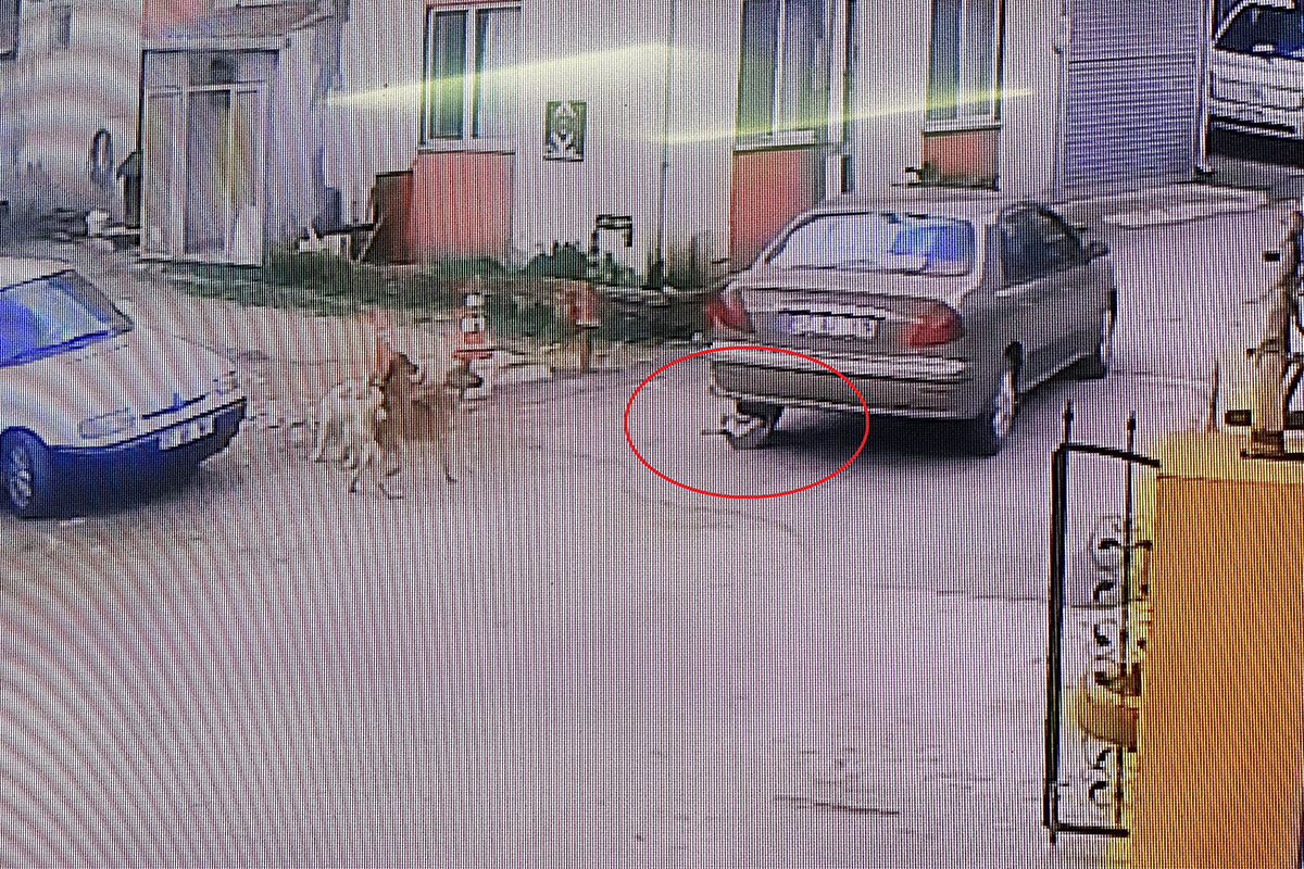 Otomobiliyle köpeği ezdi, arkasına bakmadan uzaklaştı