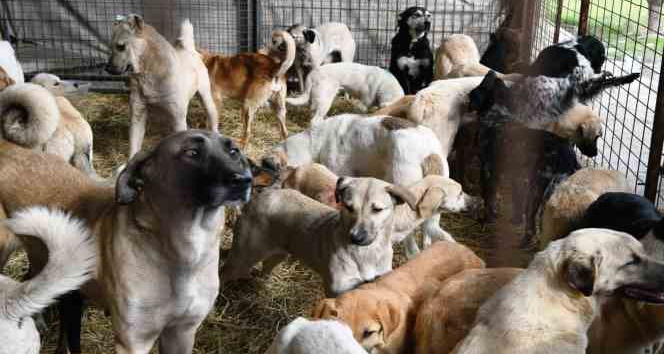 Çanakkale’de kırsalda 10 bin sokak hayvanını kısırlaştırma çalışmaları sürüyor