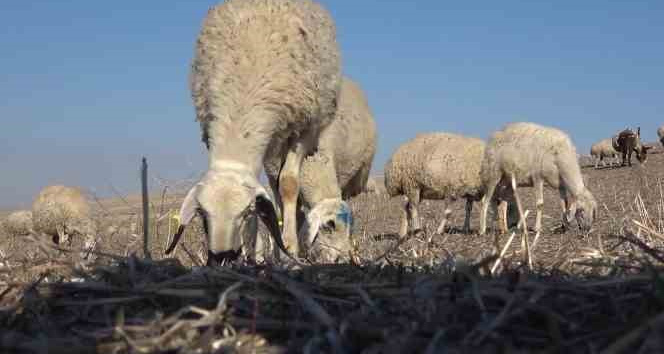 Uzmanından şap varyantı uyarısı: "Çok hızlı bir şekilde bulaşıyor"