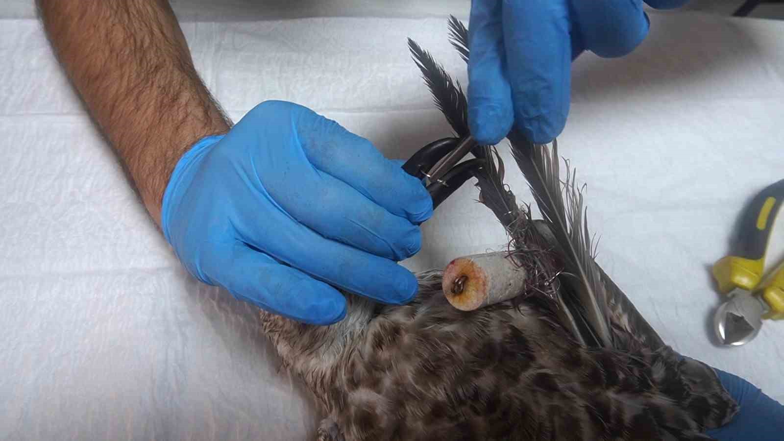 V&uuml;cuduna olta iğnesi batan martı, tedavisinin ardından doğaya salındı
