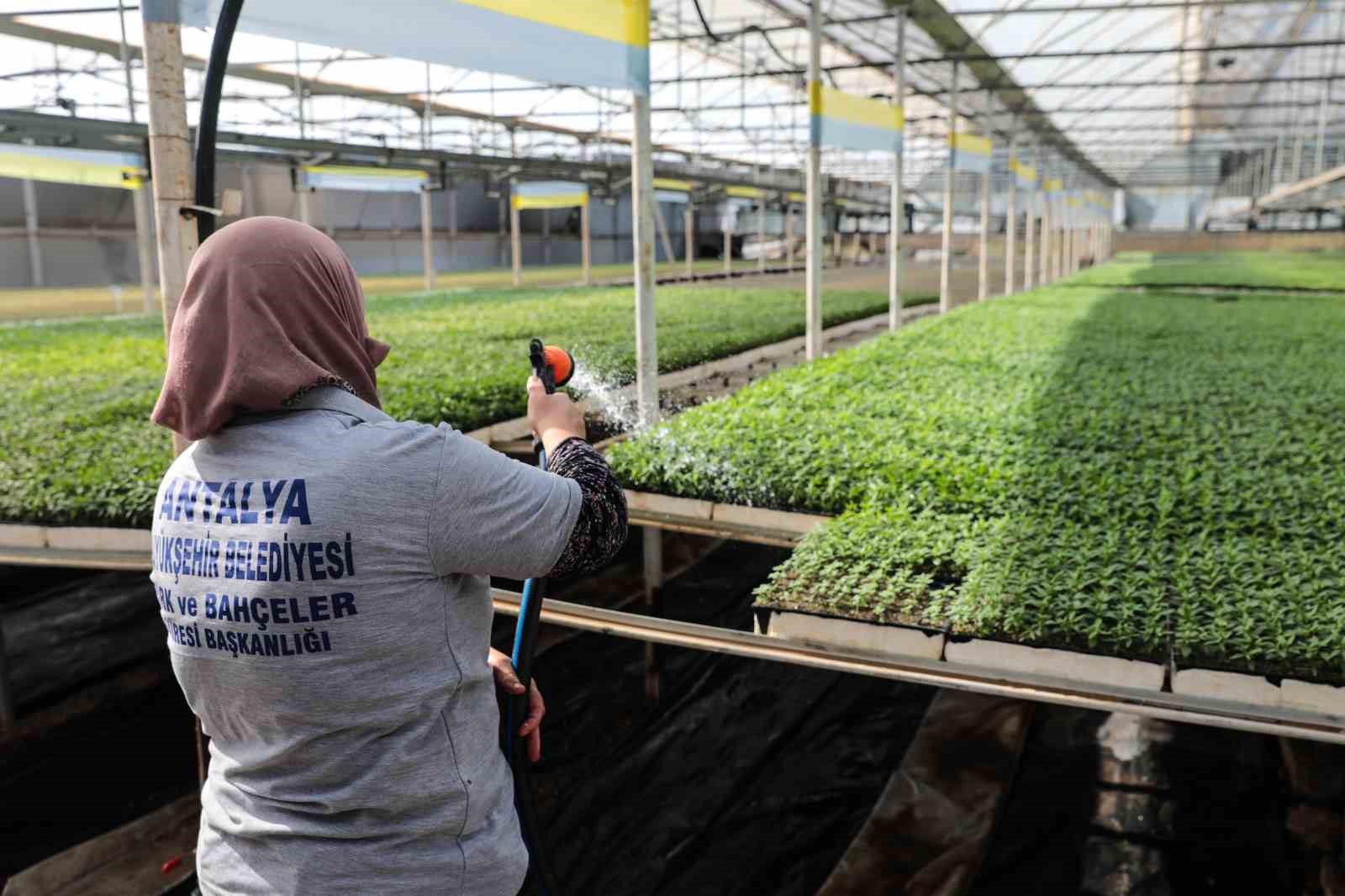 B&uuml;y&uuml;kşehir Belediyesi kendi &uuml;rettiği &ccedil;i&ccedil;ek ve bitkilerle yıllık 22 milyon lira tasarruf ediyor
