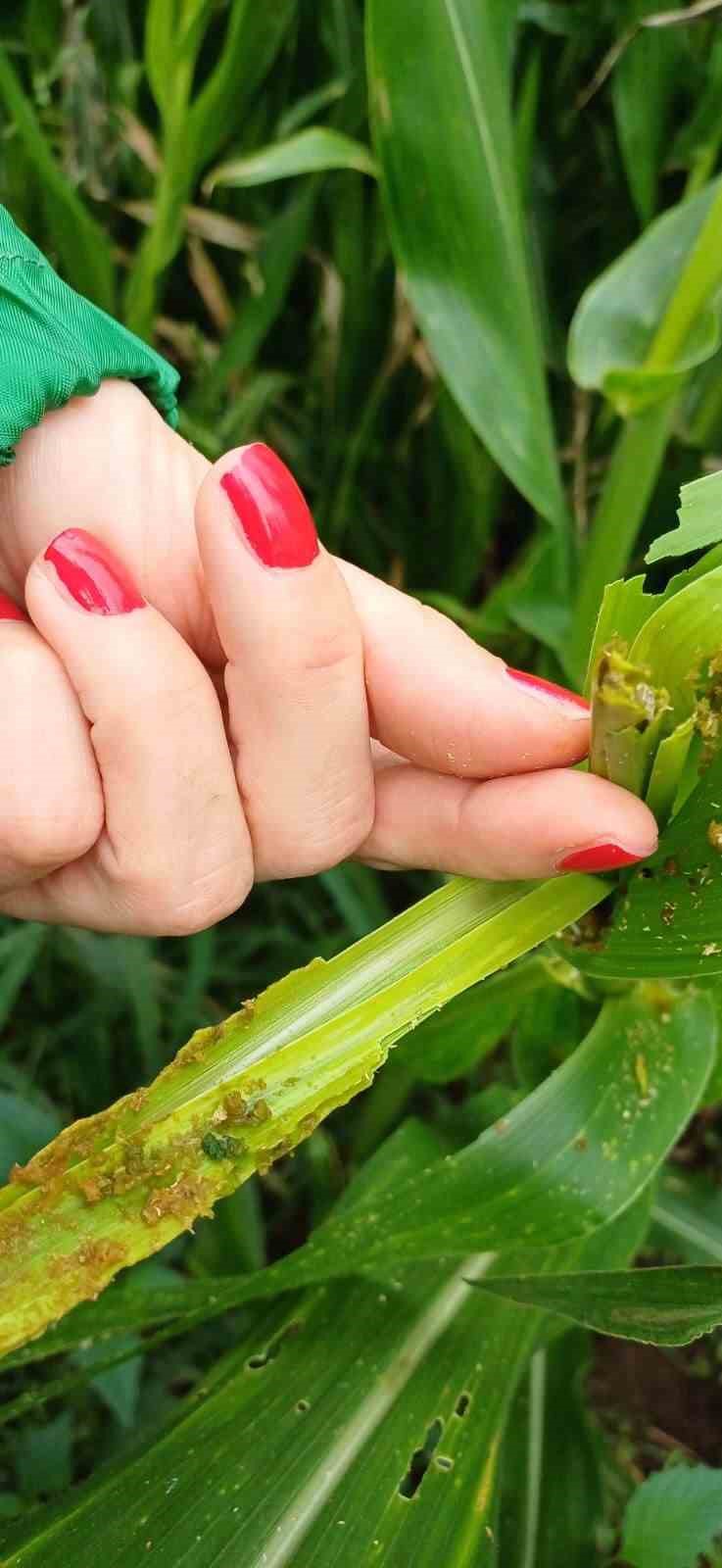 Çiftçilerin yeni düşmanı istilacı 'güz tırtılı'