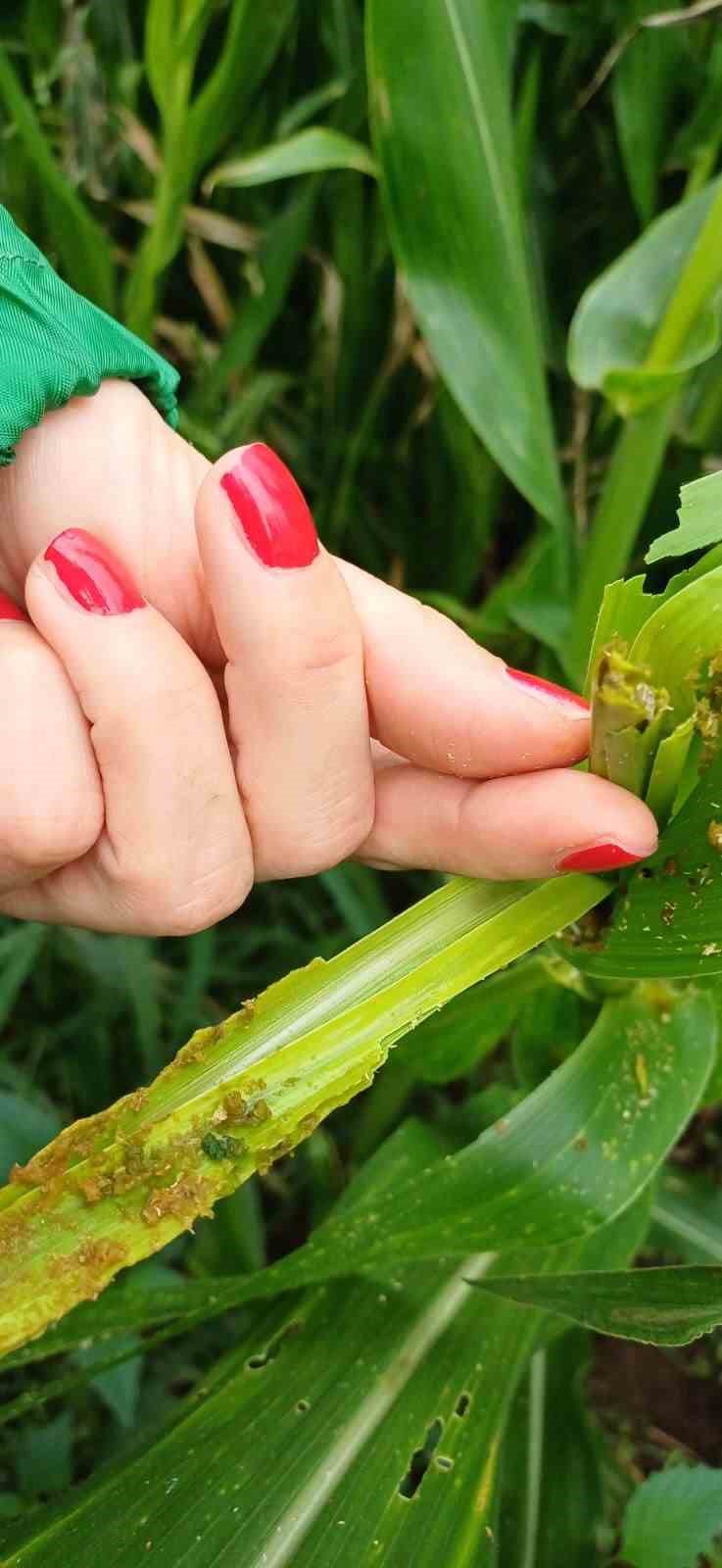 Çiftçilerin yeni düşmanı istilacı ‘güz tırtılı’