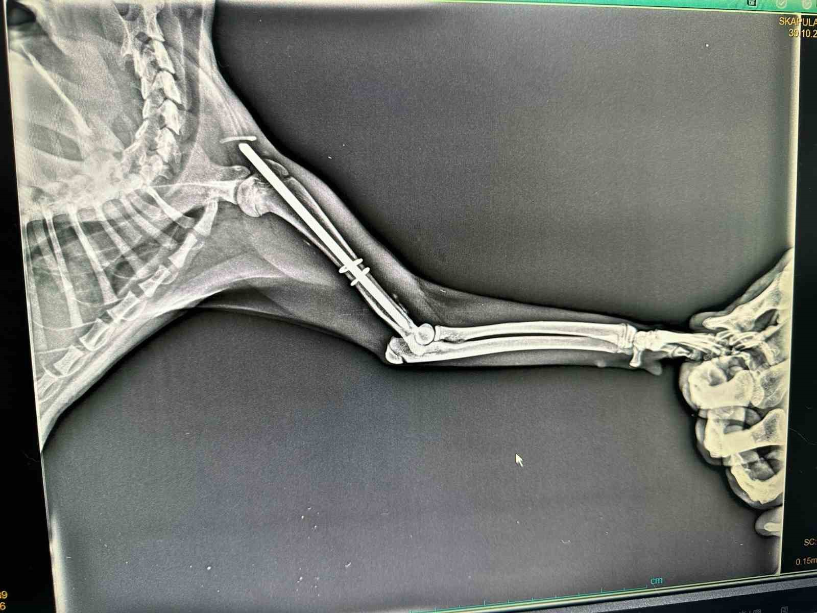 Aracın &ccedil;arptığı kediye esnaf sahip &ccedil;ıktı
