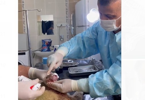 Ayağı kangren olan köpeğe 1,5 saatlik ameliyat