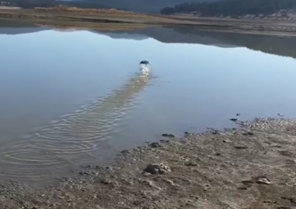 Yorgun düşen göçmen kuş, tekrar doğaya salındı
