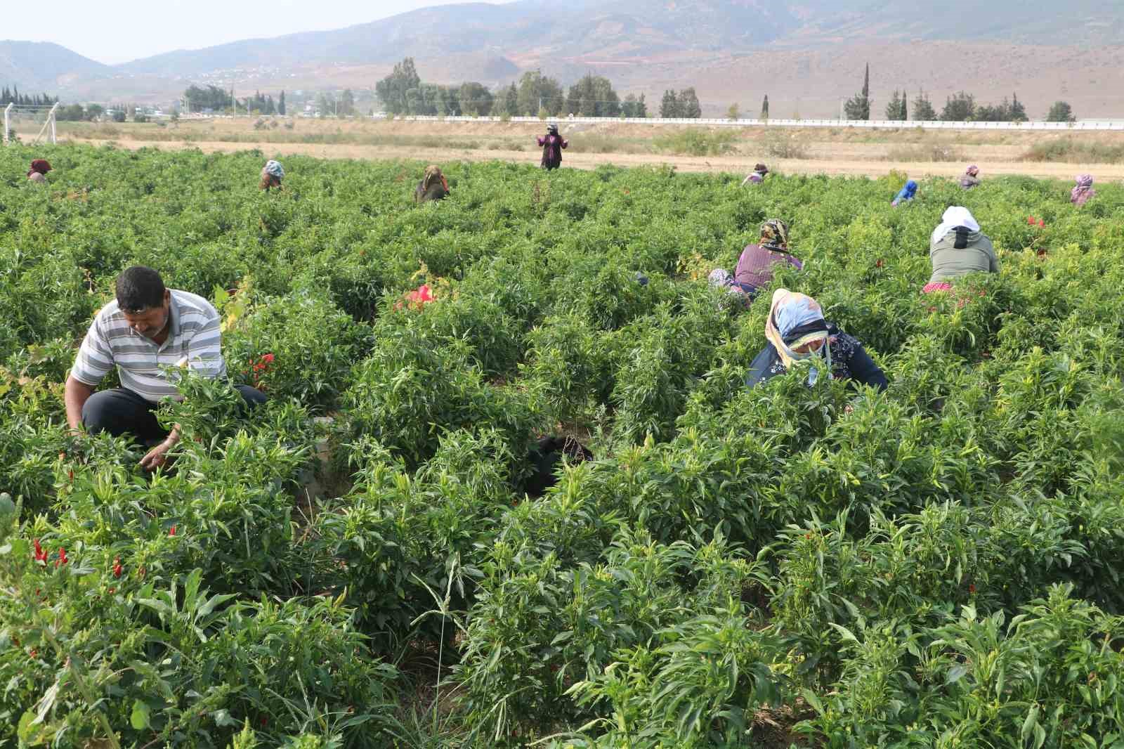 Deprem kentinde ’en acı’ hasat