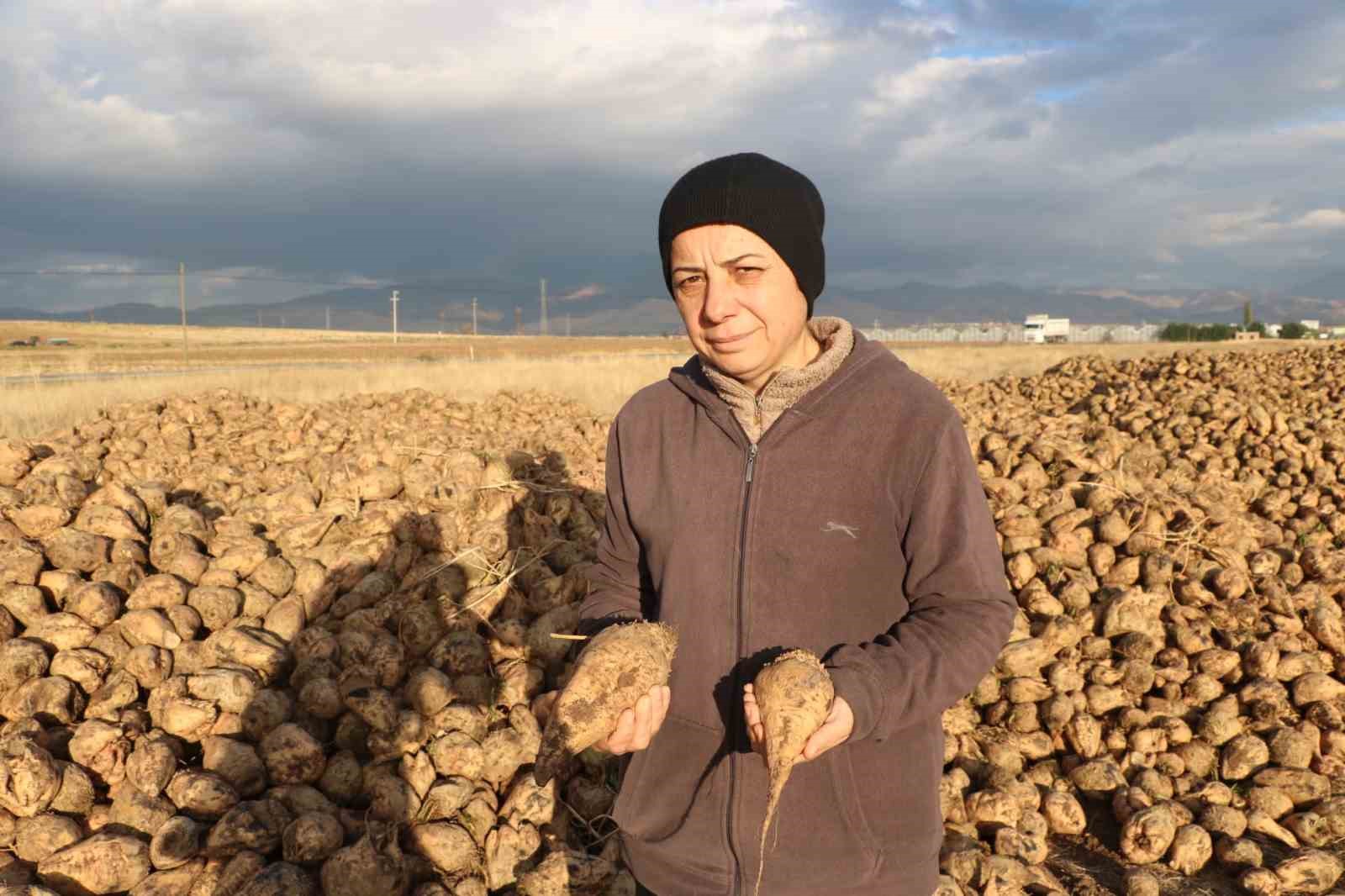 Sandıklı’da bu yıl 100 bin ton üzerinde şeker pancarı rekoltesi bekleniyor