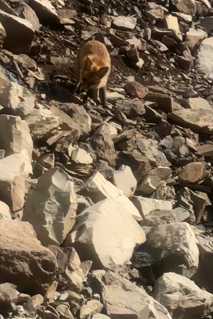 Baraj g&ouml;l&uuml;nde balık tutan vatandaşlar tilkiyi besledi!
