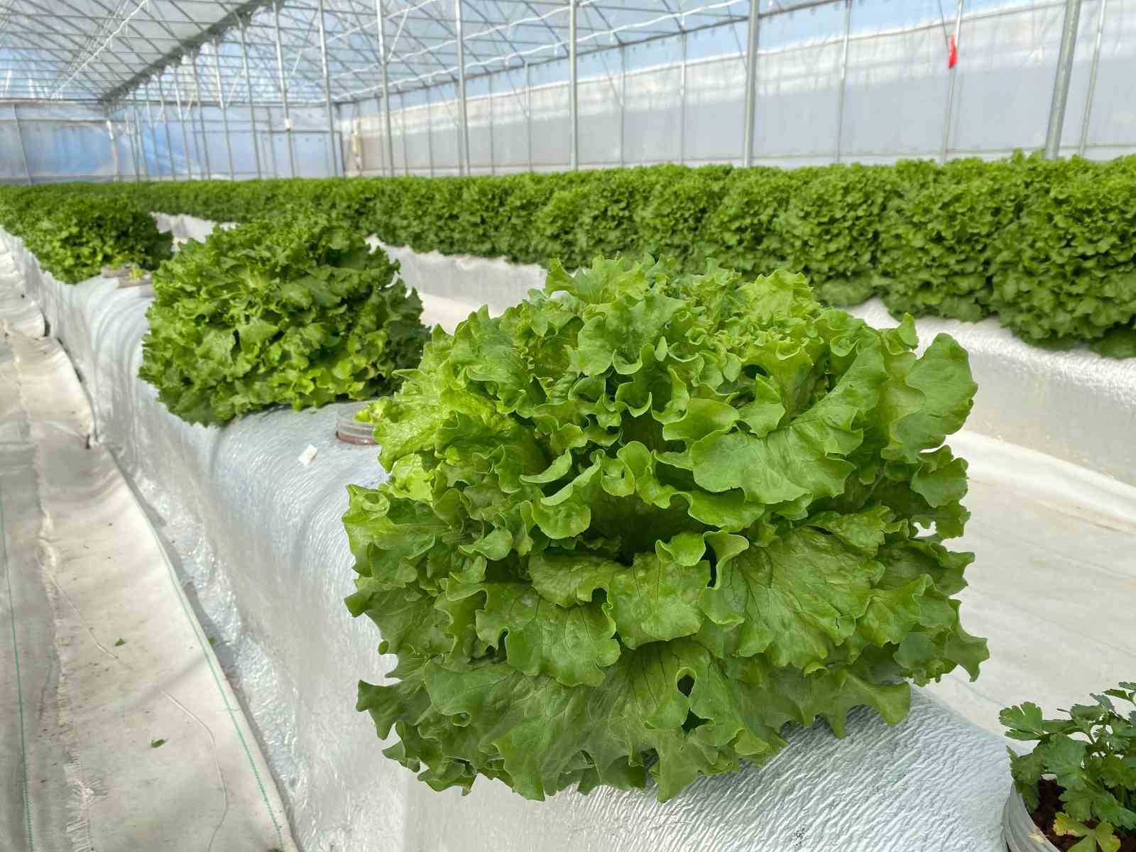 Türkiye’de ilk olan sistemde hasat şenliği