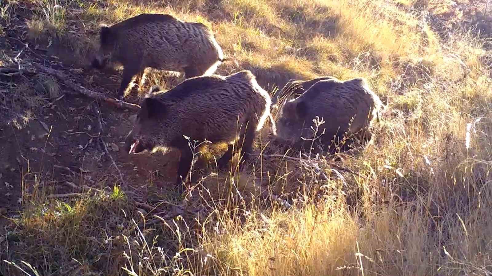 Bozkırın yaban hayvanları doğal yaşamlarında g&ouml;r&uuml;nt&uuml;lendi

