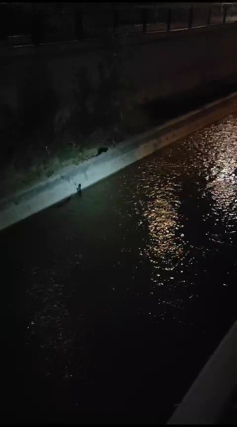 Su samurlarının Harşit Çayı’ndaki keyifli anları görüntülendi