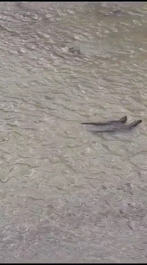 Su samurlarının Harşit &Ccedil;ayı&rsquo;ndaki keyifli anları g&ouml;r&uuml;nt&uuml;lendi
