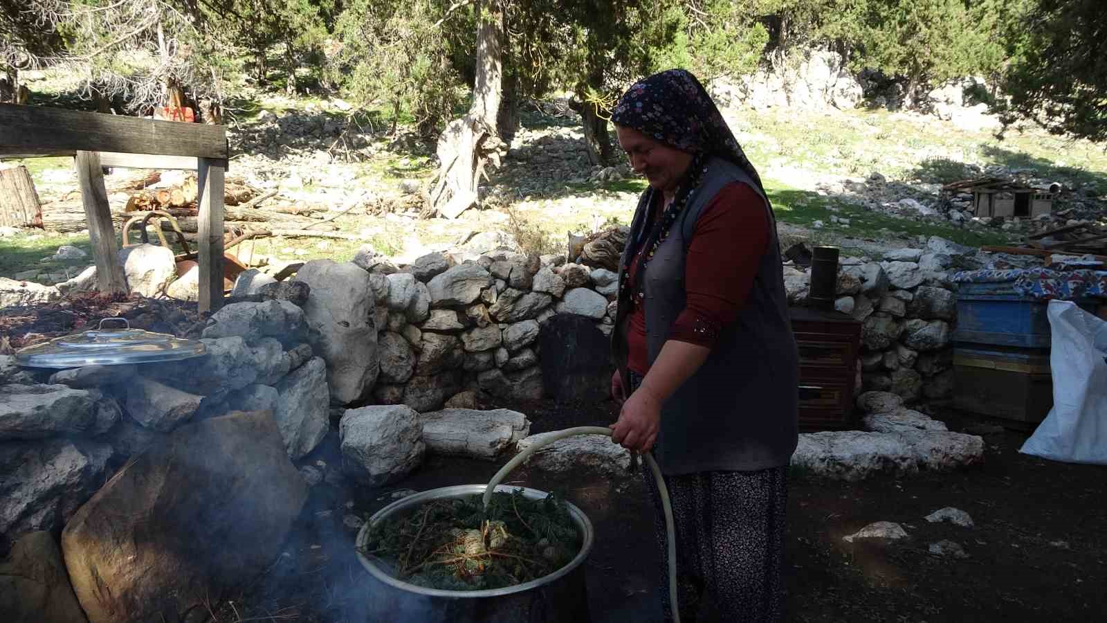 Sedir kozalaklar kn kazanlarda ifaya dnyor
