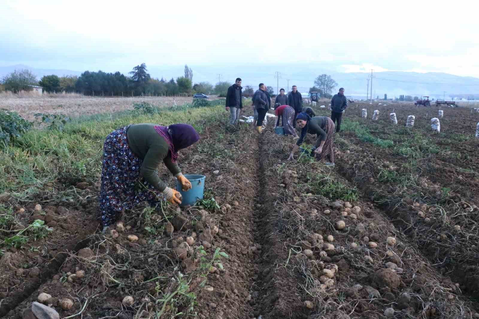 kinci dnem ekimi yaplan patateste hasat dneminin sonuna gelindi
