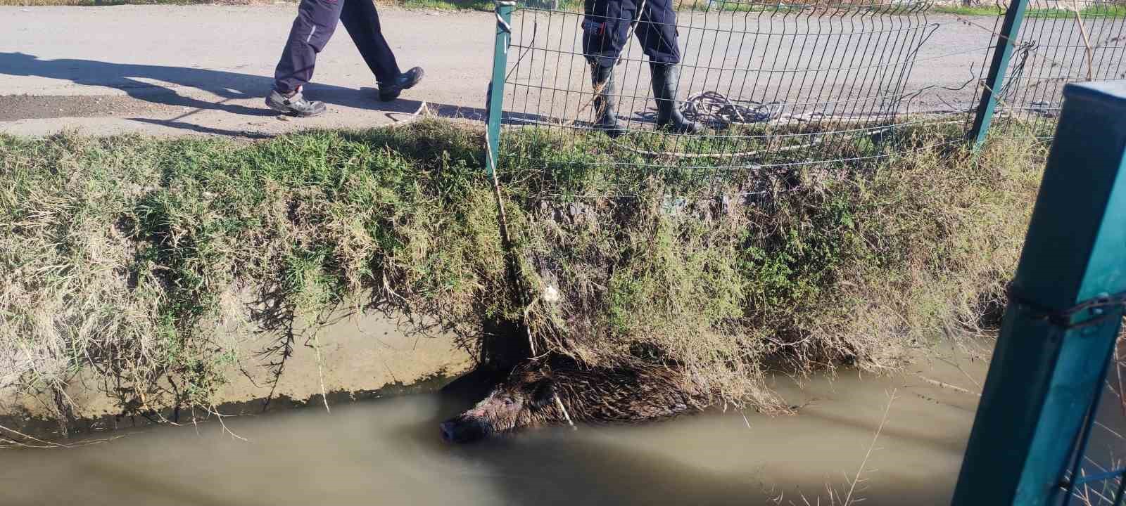 Sulama kanalına düşen yaban domuzu mahalleliyi ayağa kaldırdı