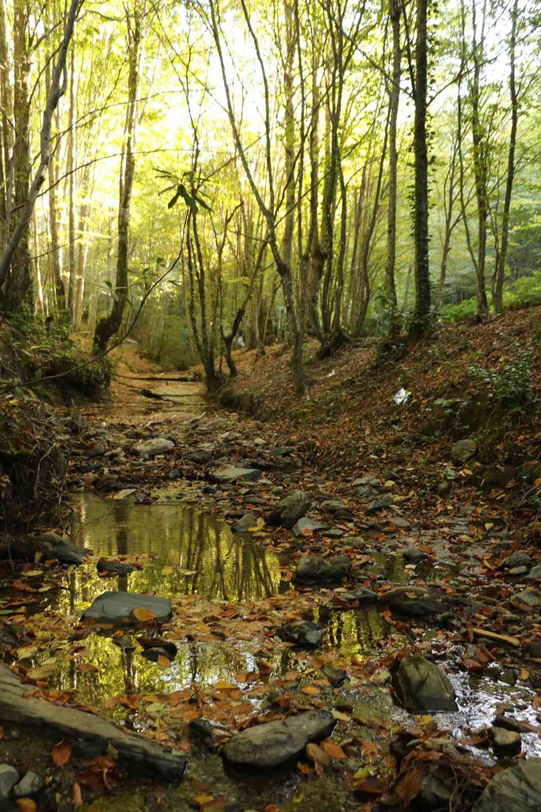 Zonguldak ormanlarında sonbahar g&uuml;zelliği
