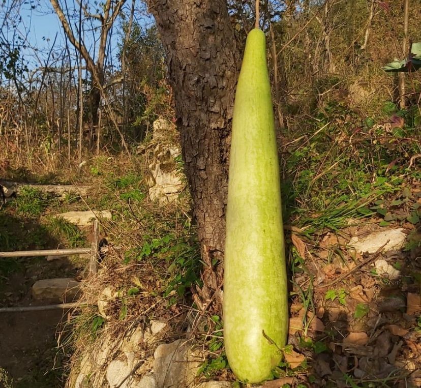 Fatsa’da 90 santimetrelik kabak yetiştirildi