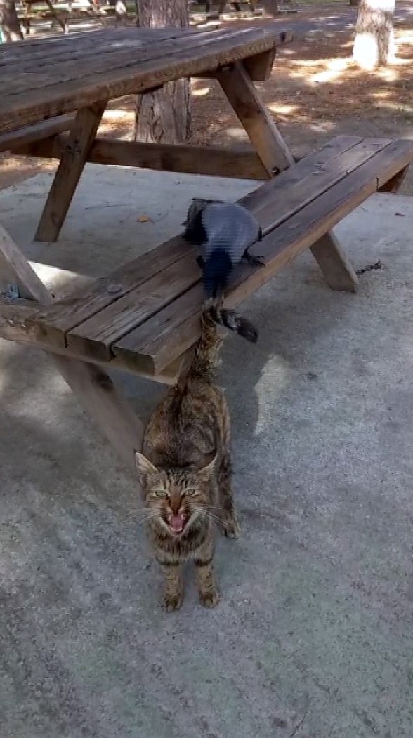 Yozgat&rsquo;ta karganın kedi ile oyunu kameralara yansıdı
