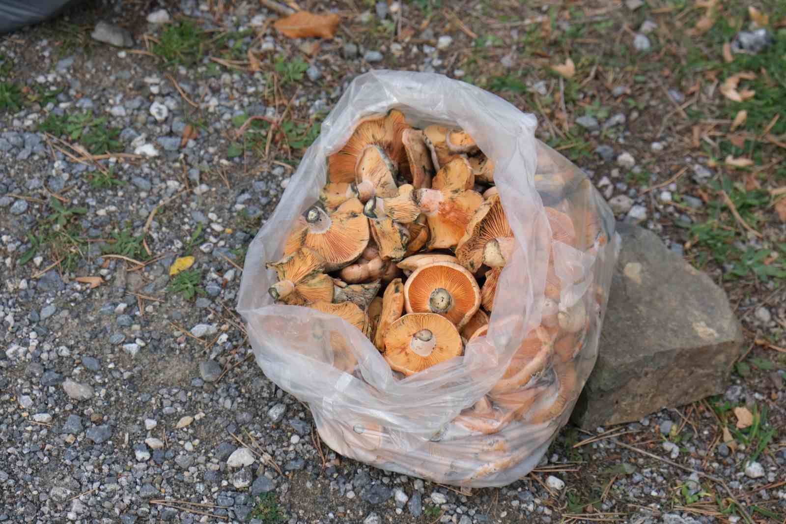 Samsun'da 'Kanlıca mantar' sezonu başladı