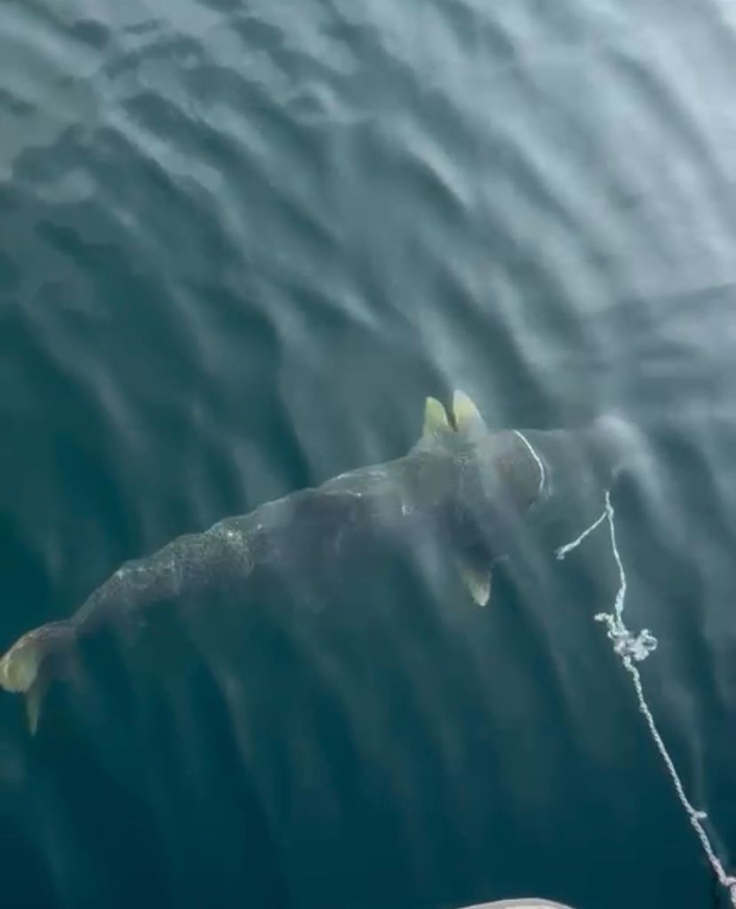 Elazığ’da yakalanan dev Fırat turnası görenleri şaşırttı