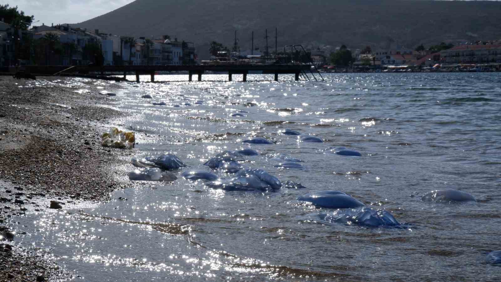 Fo&ccedil;a plajlarında denizanası istilası: Y&uuml;zlercesi kıyıya vurdu
