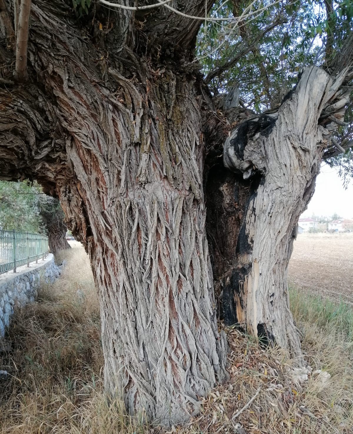 Kahramanmaraş&rsquo;ta 250 yıllık s&ouml;ğ&uuml;t ağacı dimdik ayakta
