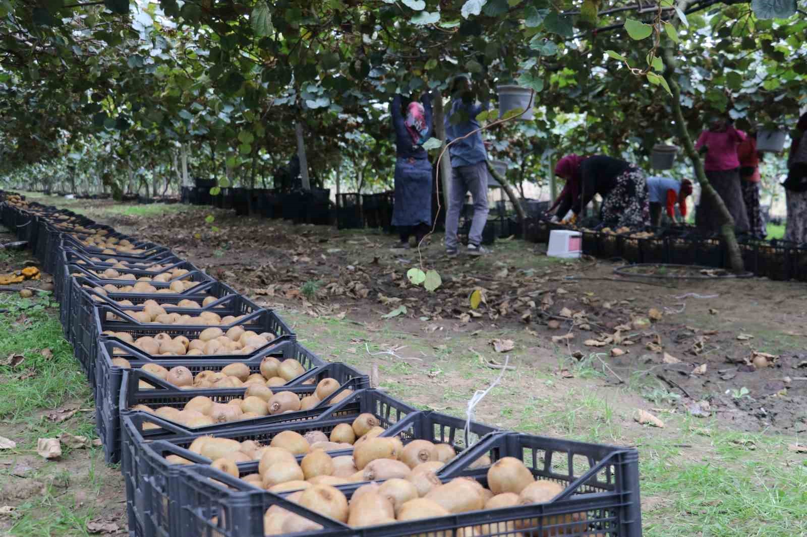 Samsun'da kivi hasadı