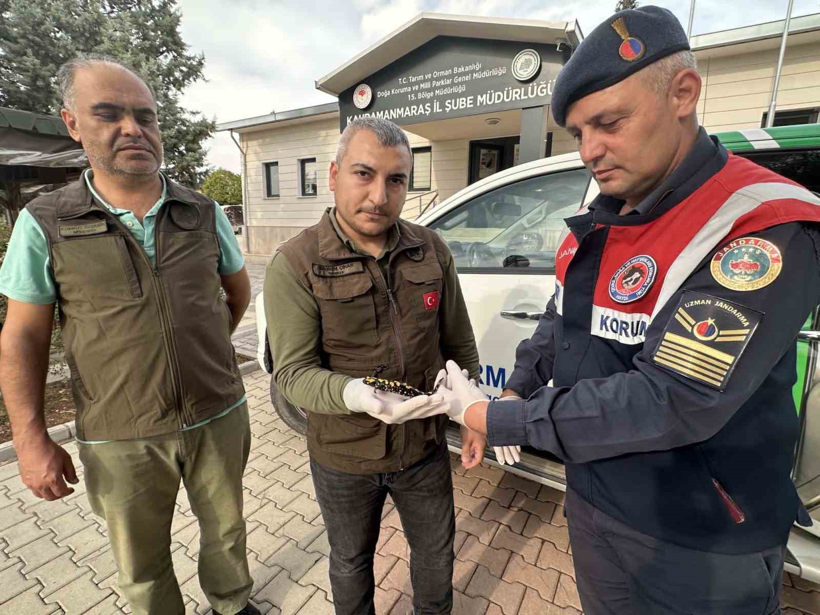 Nesli t&uuml;kenmekte olan sarı benekli semender bulundu
