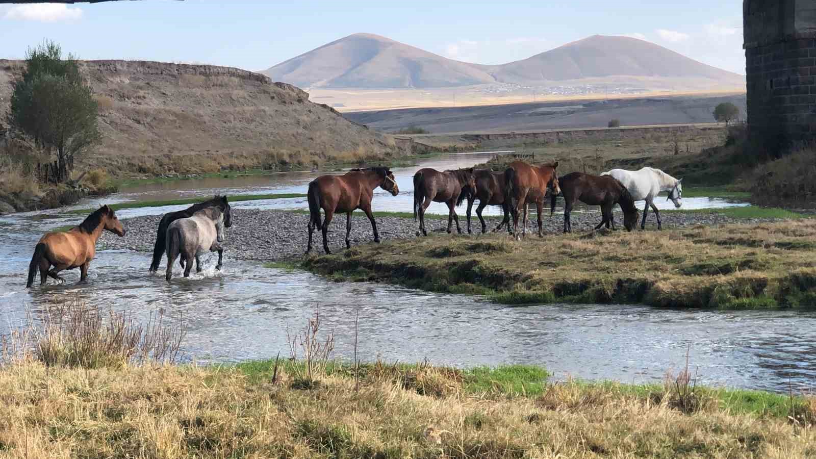 Kars’ta yılkı atları doğal ortamda görüntülendi 