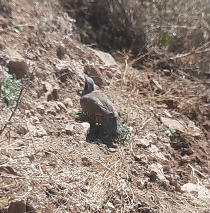 Tunceli’de el konulan kınalı keklikler doğal ortamına bırakıldı
