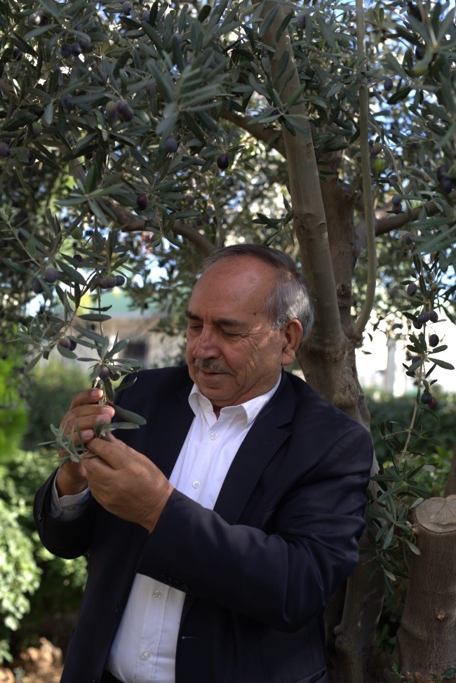 Tariş Zeytin ve Zeytinyağı Birliği alım fiyatını 295 TL olarak a&ccedil;ıkladı
