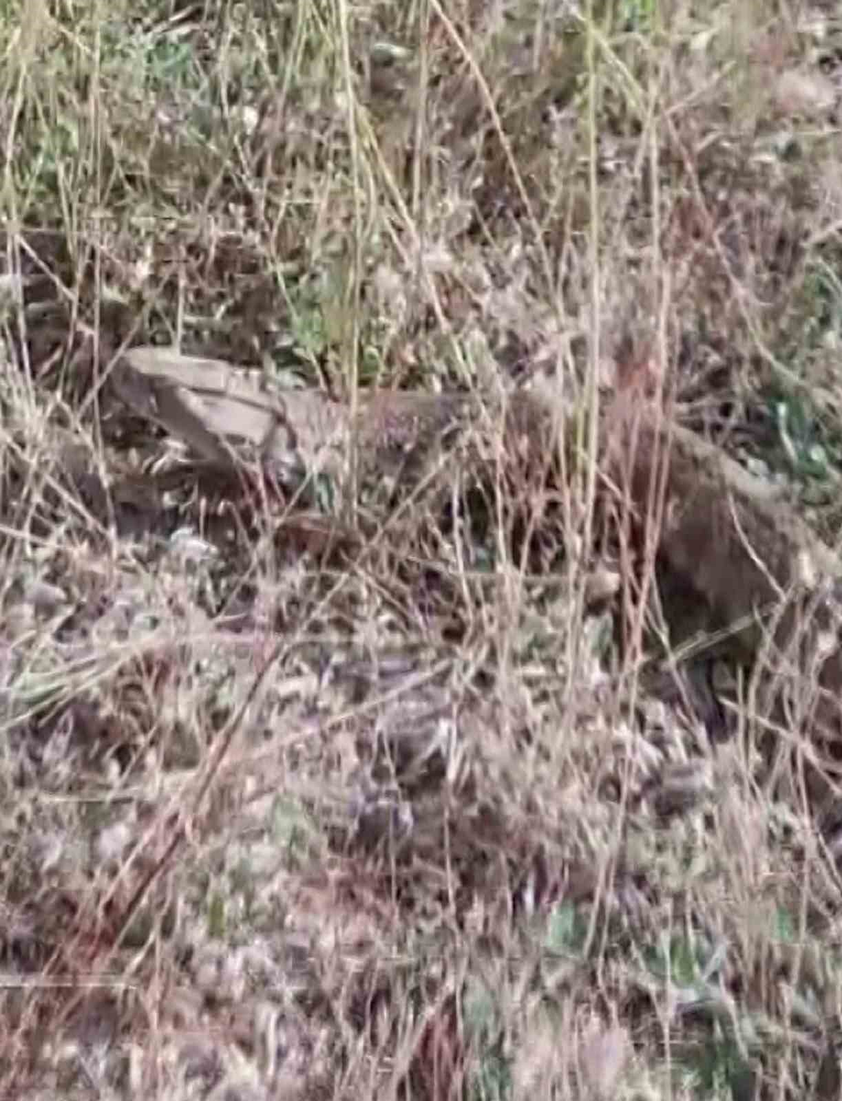 Sivas'ta görüntülenen dev yılan hayrete düşürdü