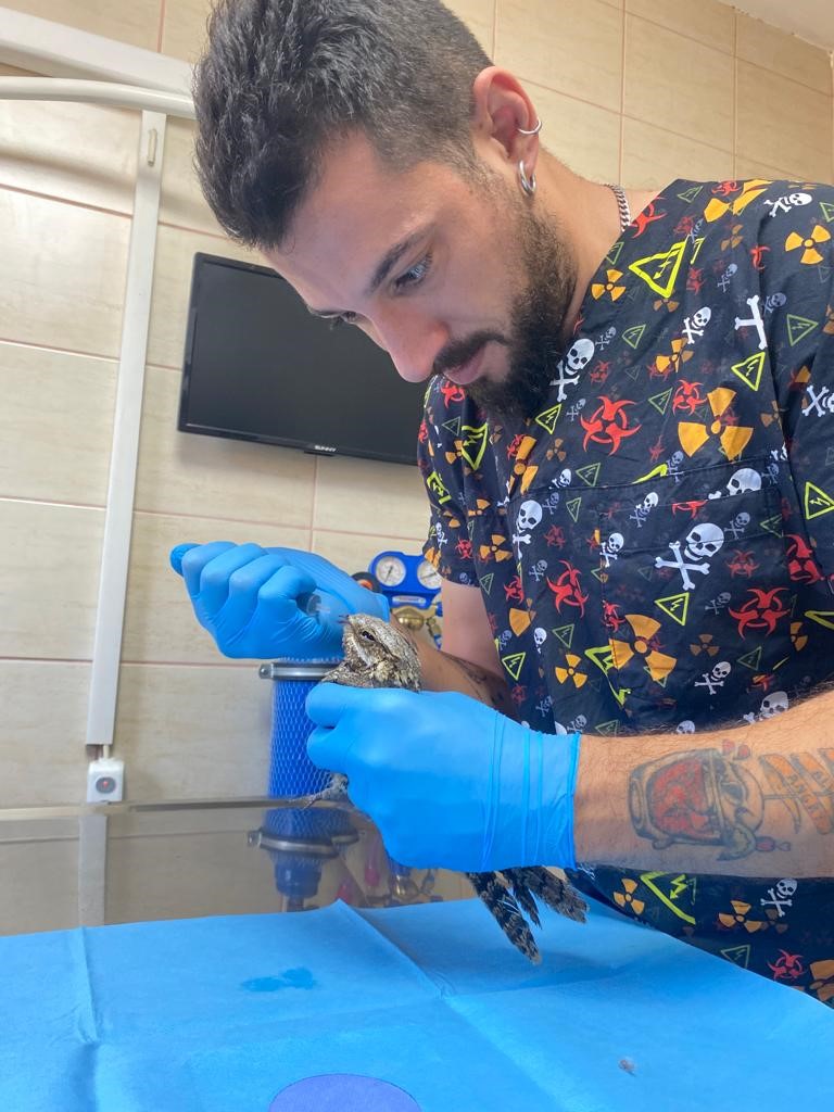 Yalova&rsquo;da yaralı bulunan &ccedil;obanaldatan kuşunun tedavisi yapıldı
