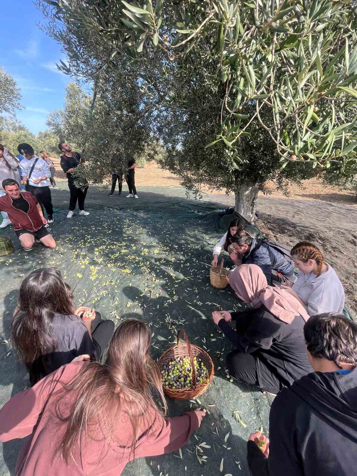 BUBFA Gastronomi öğrencileri zeytin üretim aşamalarını yerinde öğreniyor