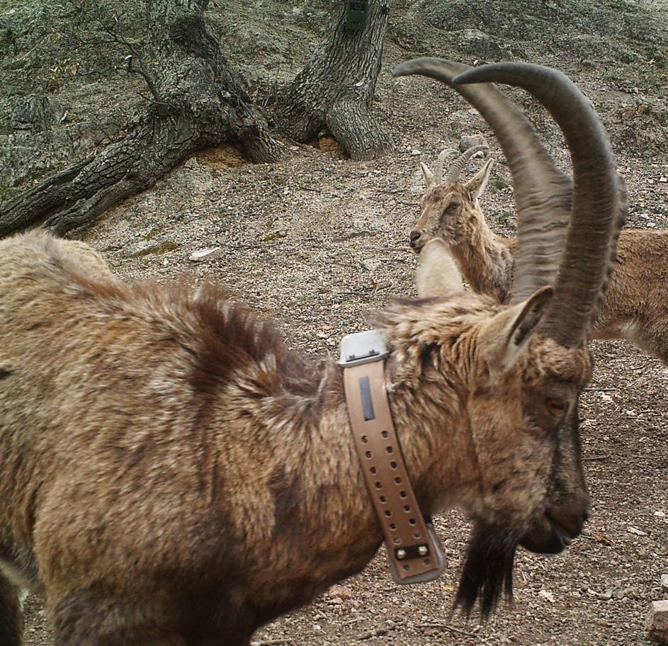 21 yaban ke&ccedil;isi yaklaşık bir yıl boyunca uydu verileriyle izlendi: Takip boyunca pek &ccedil;ok veri ortaya &ccedil;ıktı
